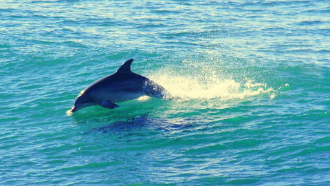 Mollymook Beach Waterfront - Redcliffe Tourism 22