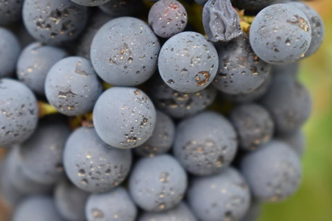 A Coonawarra Experience - Redcliffe Tourism 23