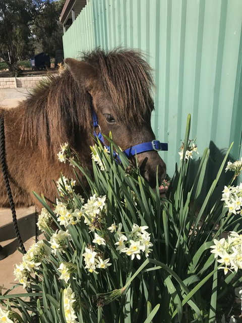 Seppelts View Cabins - Redcliffe Tourism 14