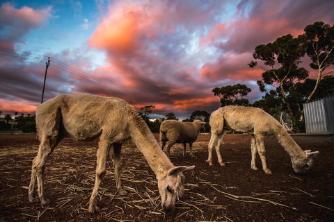 Seppelts View Cabins - Redcliffe Tourism 10