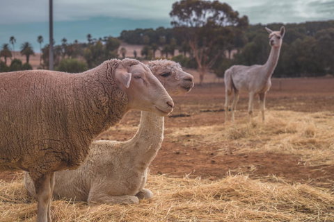 Seppelts View Cabins - Redcliffe Tourism 27