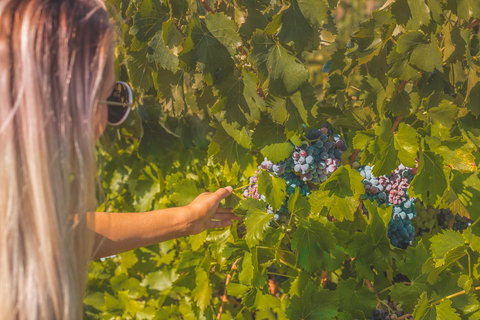 Seppelts View Cabins - Redcliffe Tourism 26