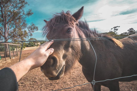 Seppelts View Cabins - Redcliffe Tourism 28
