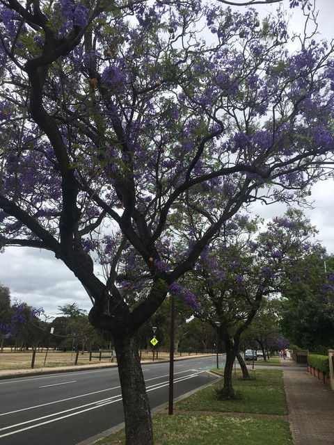 Adelaide Style Accommodation-Close To City-North Adelaide-3 Bdrm- FREE Parking - Redcliffe Tourism 34