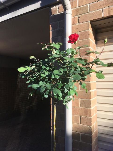 Adelaide Style Accommodation-Close To City-North Adelaide-3 Bdrm- FREE Parking - Redcliffe Tourism 21