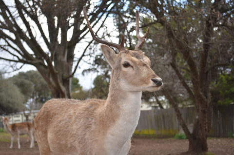 Deer Park Motor Inn Armidale - Redcliffe Tourism 22