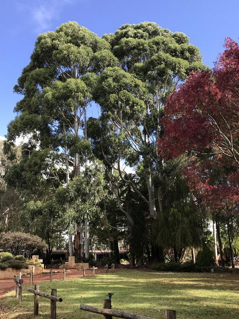 Forest Lodge Resort - Redcliffe Tourism 15