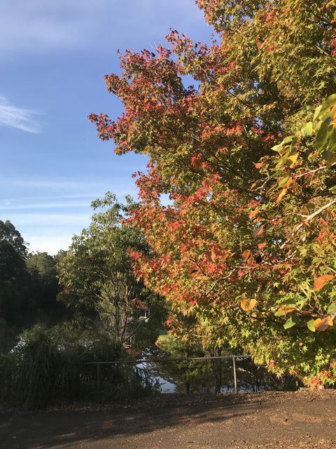 Forest Lodge Resort - Redcliffe Tourism 32