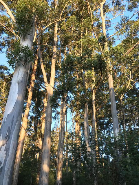 Forest Lodge Resort - Redcliffe Tourism 37