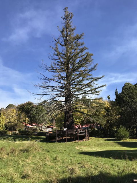 Forest Lodge Resort - Redcliffe Tourism 38