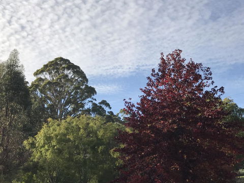 Forest Lodge Resort - Redcliffe Tourism 39