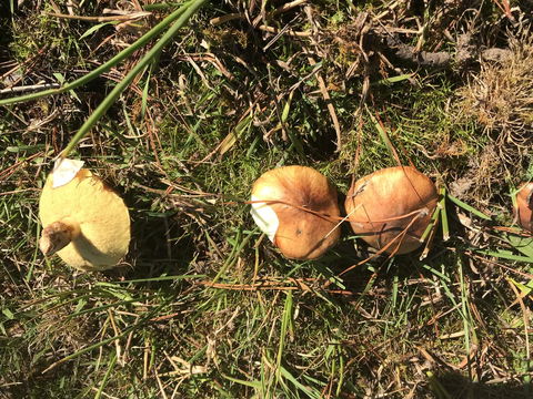 Forest Lodge Resort - Redcliffe Tourism 34