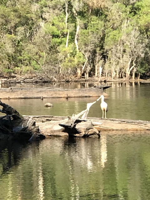 Forest Lodge Resort - Redcliffe Tourism 25