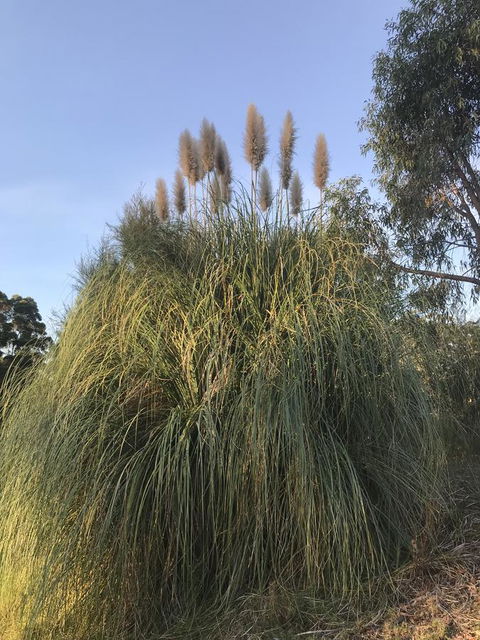 Forest Lodge Resort - Redcliffe Tourism 19