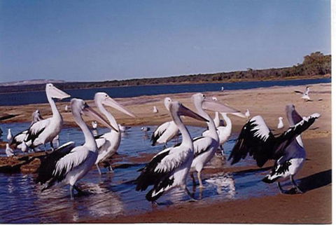 Unit 42 Kalbarri Beach Resort - Redcliffe Tourism 17