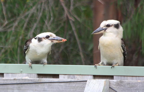 Riverview Tourist Park - Redcliffe Tourism 27