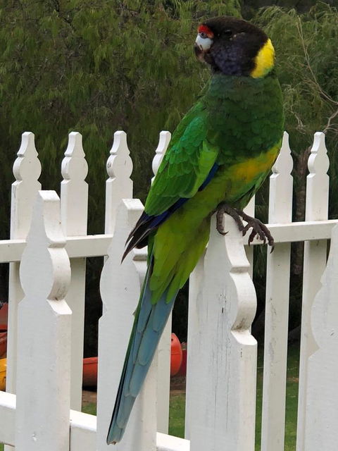 Riverview Tourist Park - Redcliffe Tourism 20