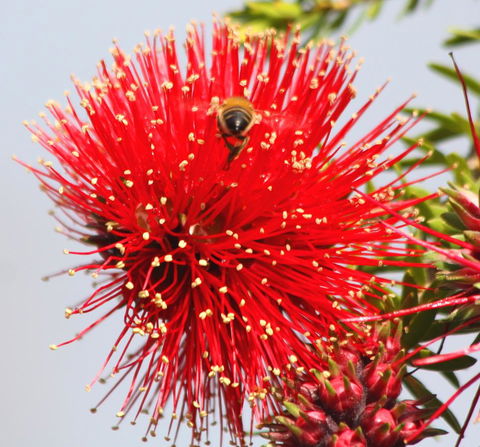 Riverview Tourist Park - Redcliffe Tourism 36