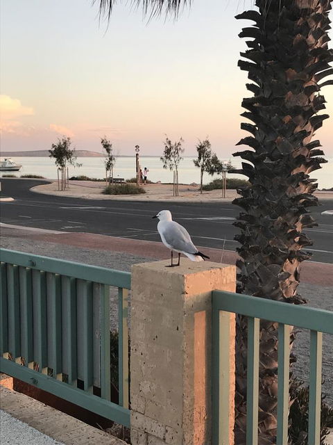 Shark Bay Seafront Apartments - Redcliffe Tourism 0