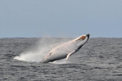 Albany Motel & Apartments - Redcliffe Tourism 19