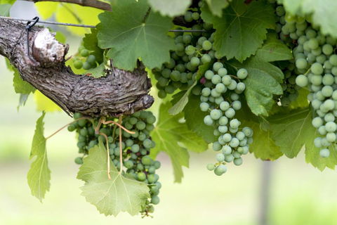 Thistle Hill Guesthouse - Walk To Many Wineries And Restaurants - Redcliffe Tourism 44