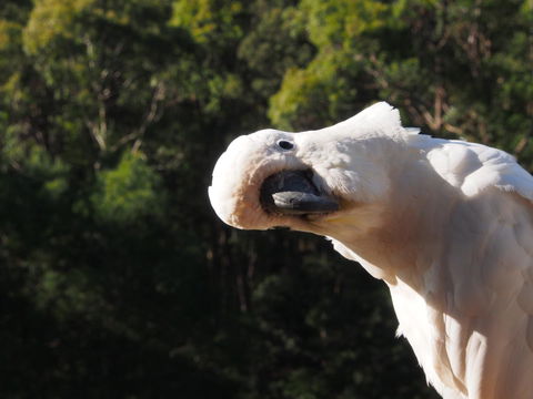 Bundle Hill Cottages - Redcliffe Tourism 1