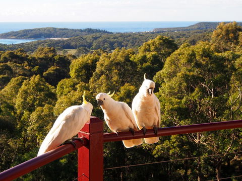 Bundle Hill Cottages - Redcliffe Tourism 2