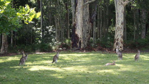 Bundle Hill Cottages - Redcliffe Tourism 15