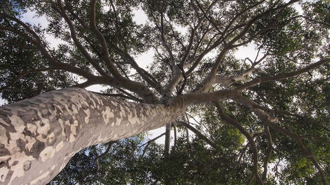 Bundle Hill Cottages - Redcliffe Tourism 20