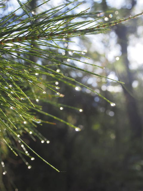 Bundle Hill Cottages - Redcliffe Tourism 5