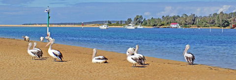 Pelican Motor Inn - Redcliffe Tourism 29