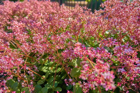 Hunter Oasis - Redcliffe Tourism 37