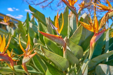 Hunter Oasis - Redcliffe Tourism 33