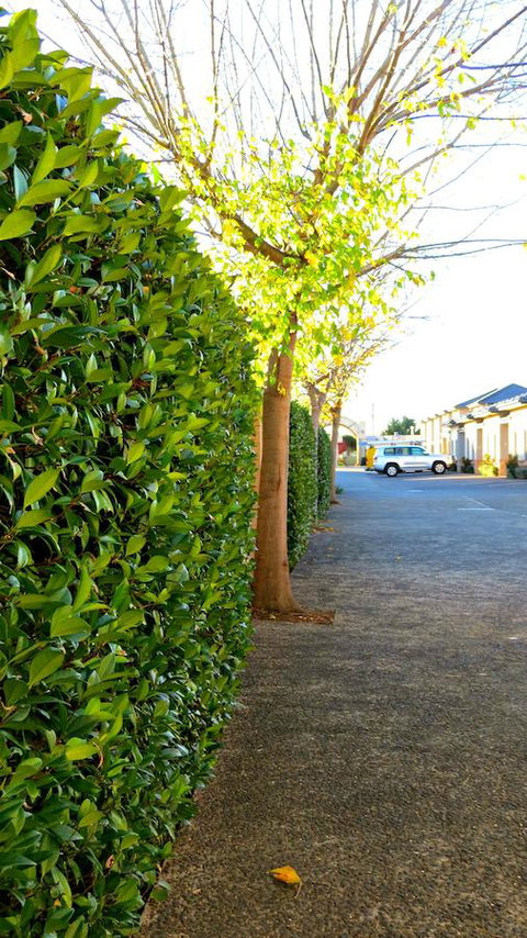 Best Western Plus Goulburn - Redcliffe Tourism 37