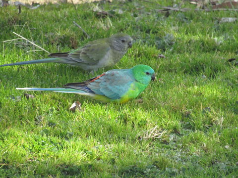 Allonville Gardens Motel - Redcliffe Tourism 35
