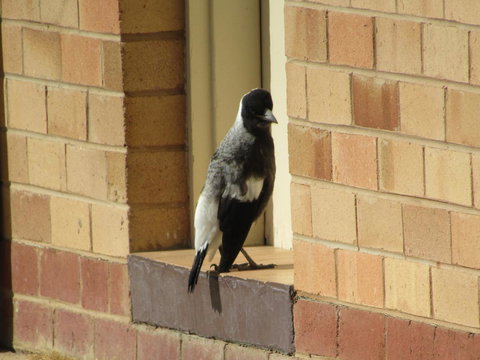 Allonville Gardens Motel - Redcliffe Tourism 34