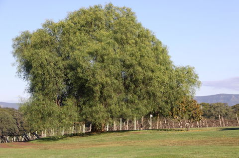 Adina Vineyard - Redcliffe Tourism 17
