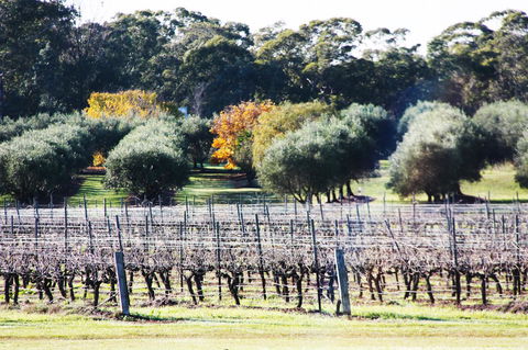 Adina Vineyard - Redcliffe Tourism 15