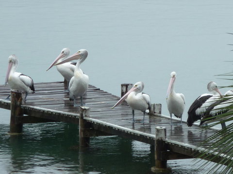 Pelican H2O One & Two Bedroom Apartments - Redcliffe Tourism 6