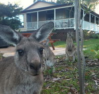 Bush  Bay Cottage - Redcliffe Tourism