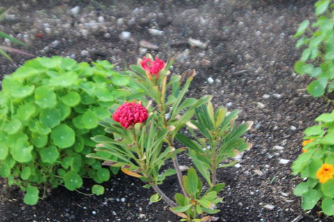 Red Waratah - Redcliffe Tourism 12
