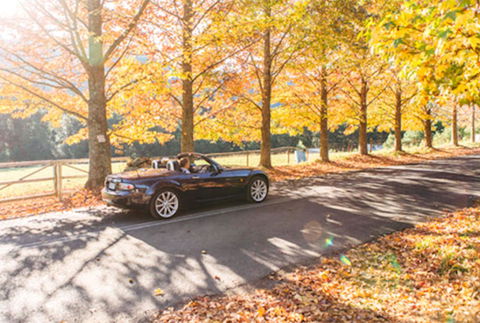 Red Waratah - Redcliffe Tourism 16