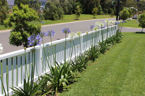 Red Waratah - Redcliffe Tourism 2
