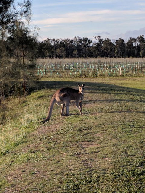 Madigan Wine Country Cottages - Redcliffe Tourism 7