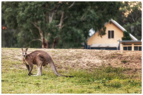 Madigan Wine Country Cottages - Redcliffe Tourism 4