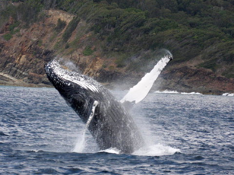 Braemar 9 - Redcliffe Tourism 8