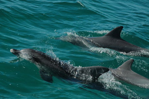 Jervis Bay Vista - Redcliffe Tourism 18