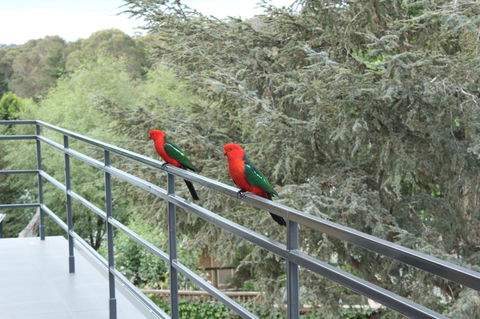 Bundanoon Lodge - Redcliffe Tourism 7