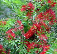 Bottlebrush B  B - Redcliffe Tourism