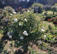 Carisbrook Country Retreat Motel - Redcliffe Tourism